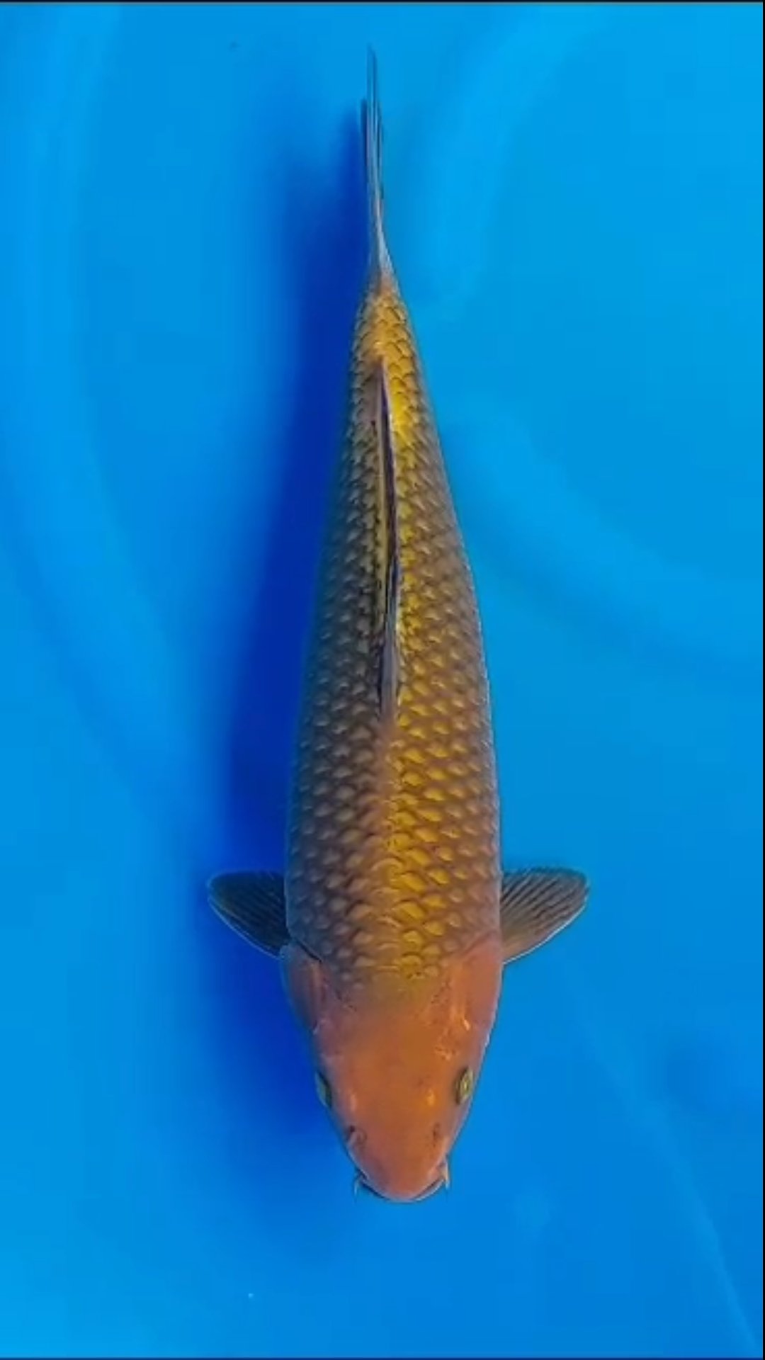 CHAGOI TEMBAGA KHUSNUL SQ 41cm
