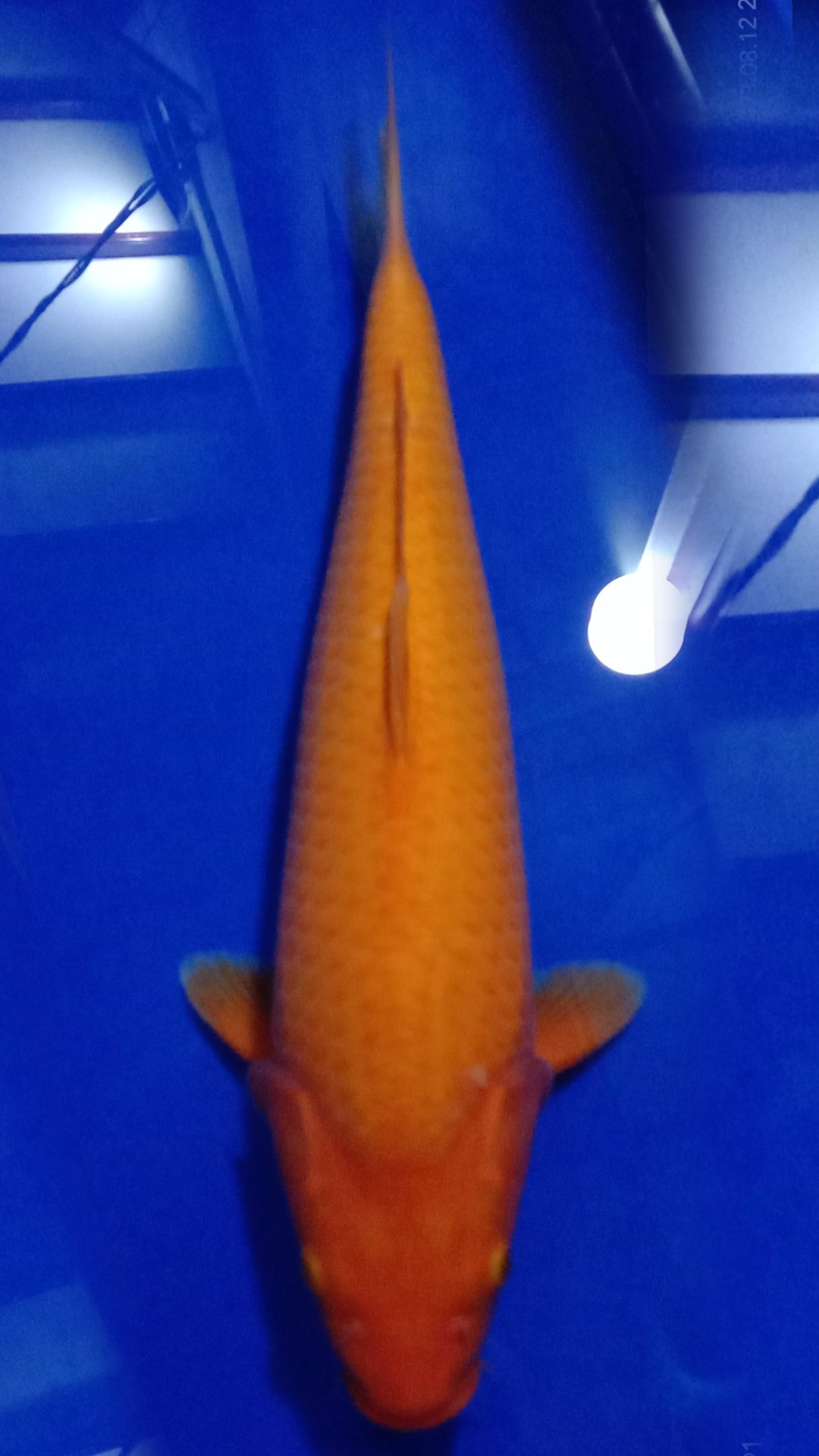 CARAMEL KHUSNUL 45cm