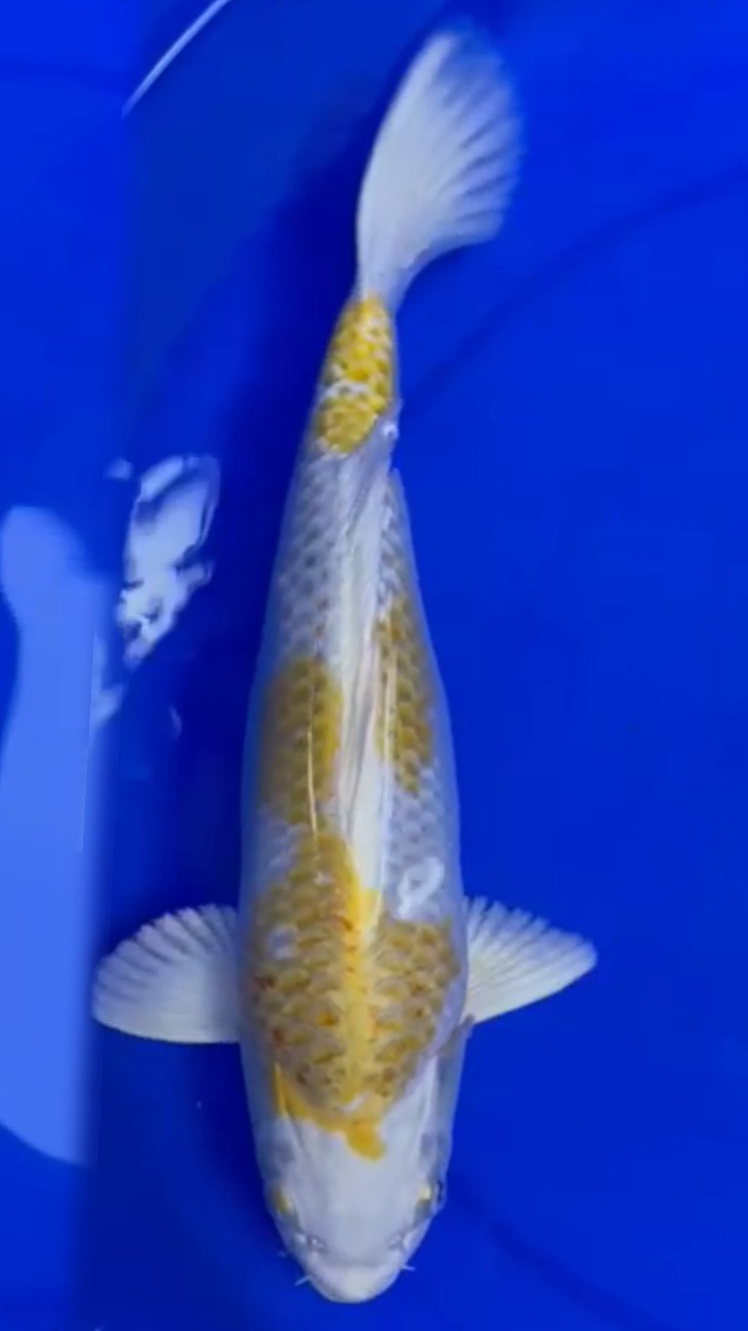 KIN KUJAKU SUMBER MULYA 37cm