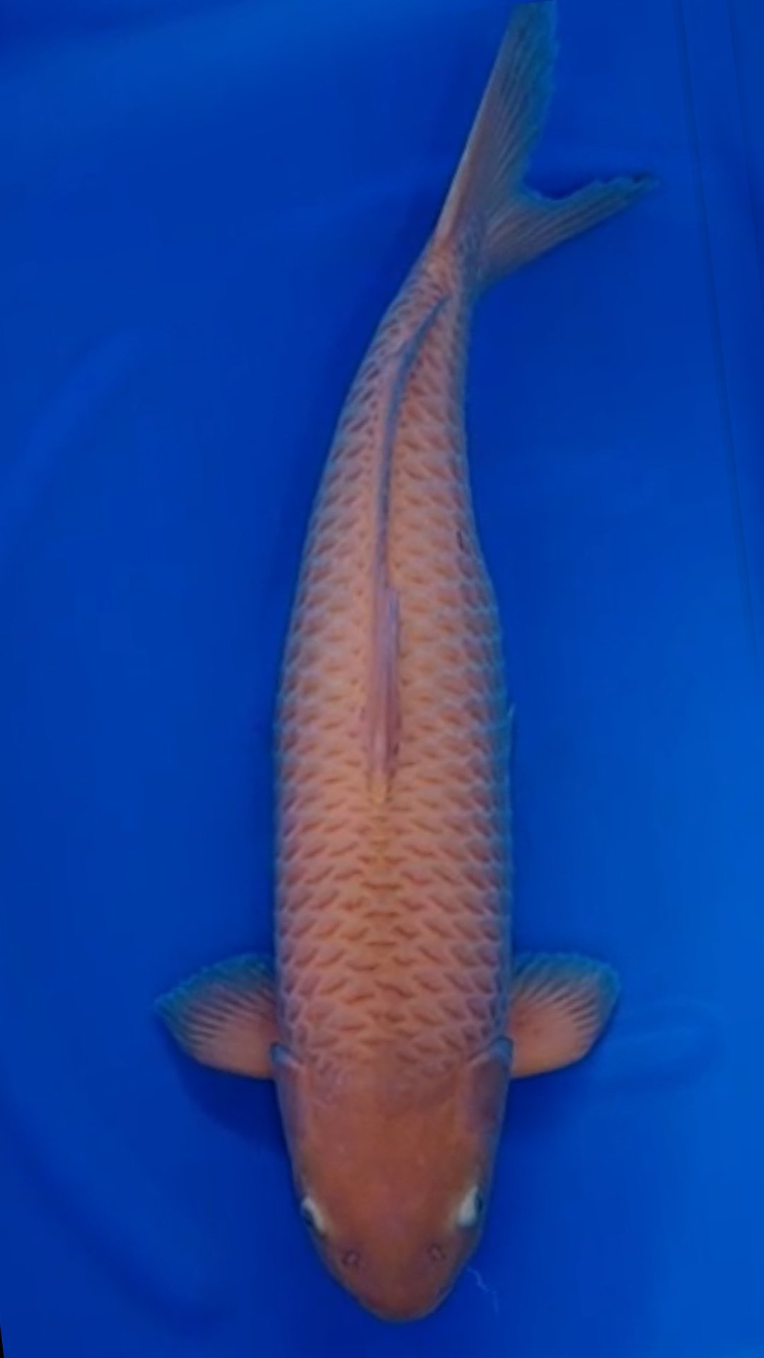 CARAMEL KHUSNUL 70cm