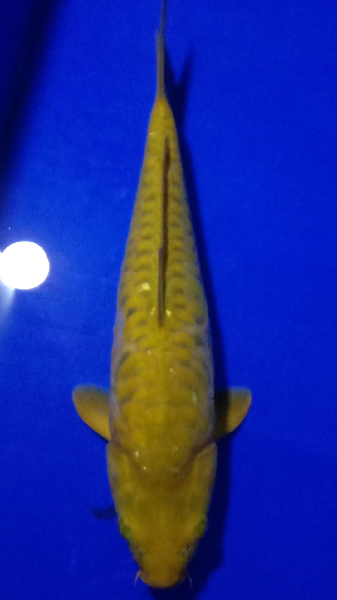 MIDORI ARAGOKE PUNUK 40cm