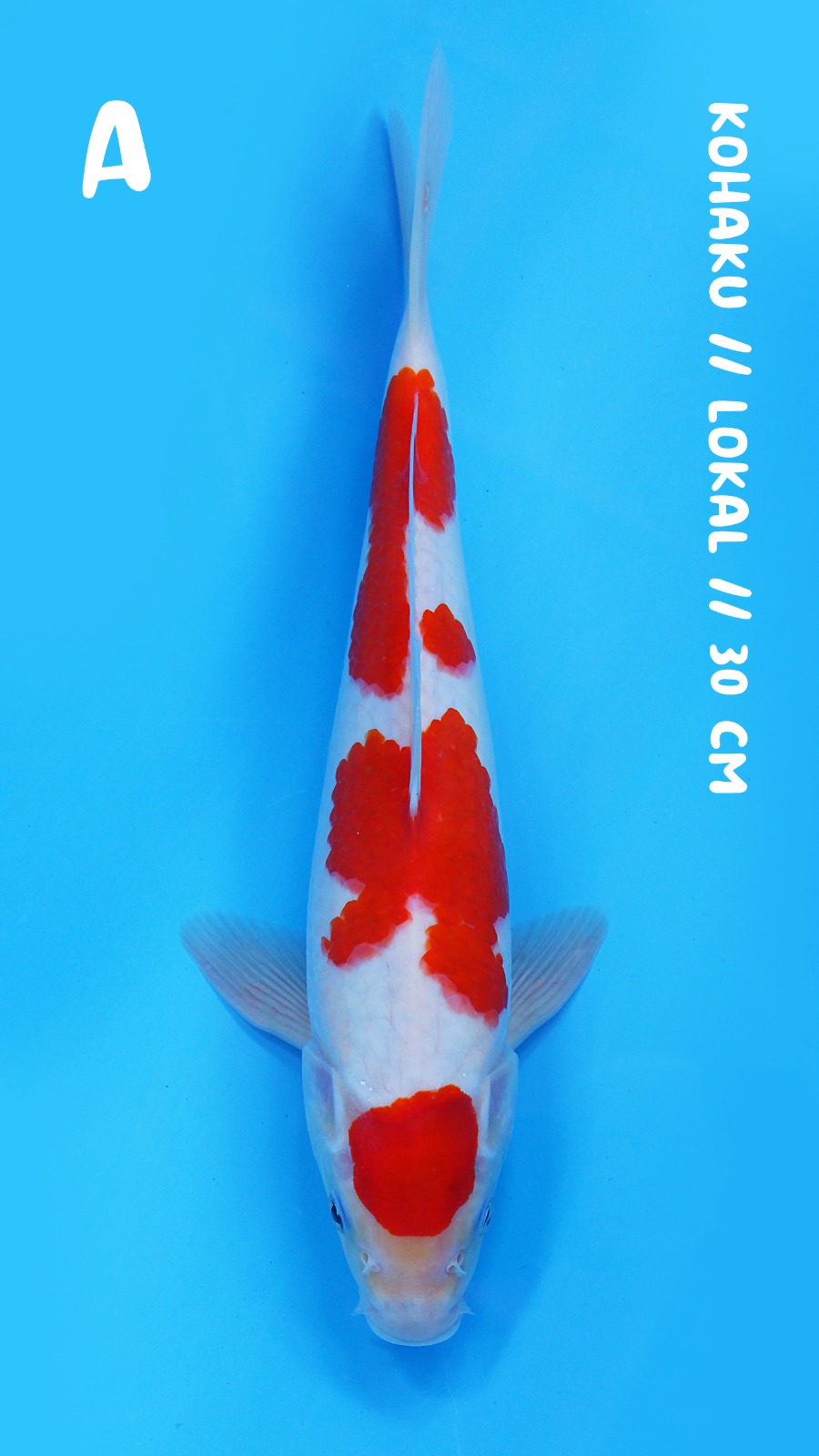 KOHAKU HIGH QUALITY 30cm