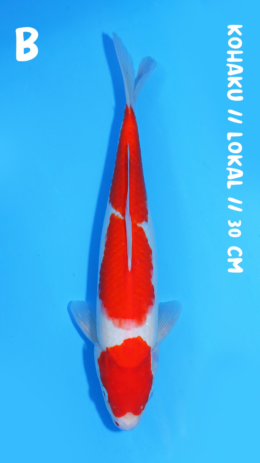 KOHAKU 30cm