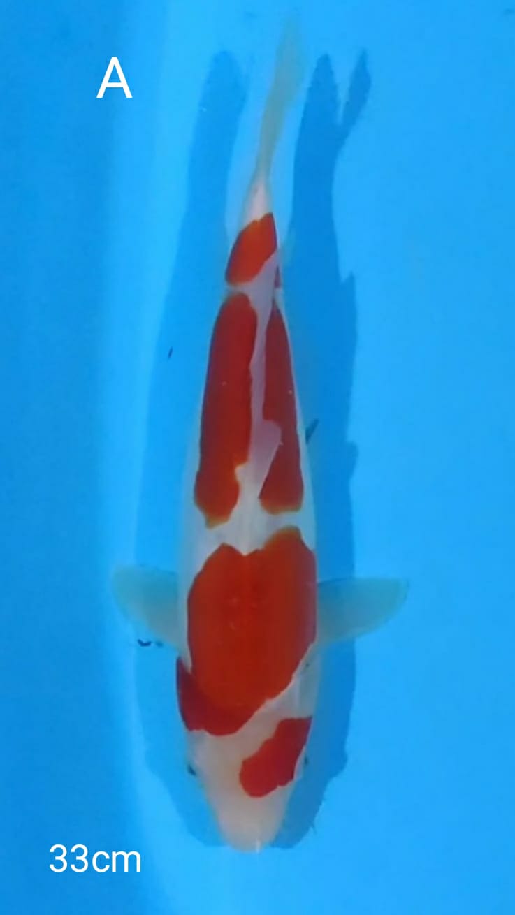 KOHAKU DOIT MURNI 33cm