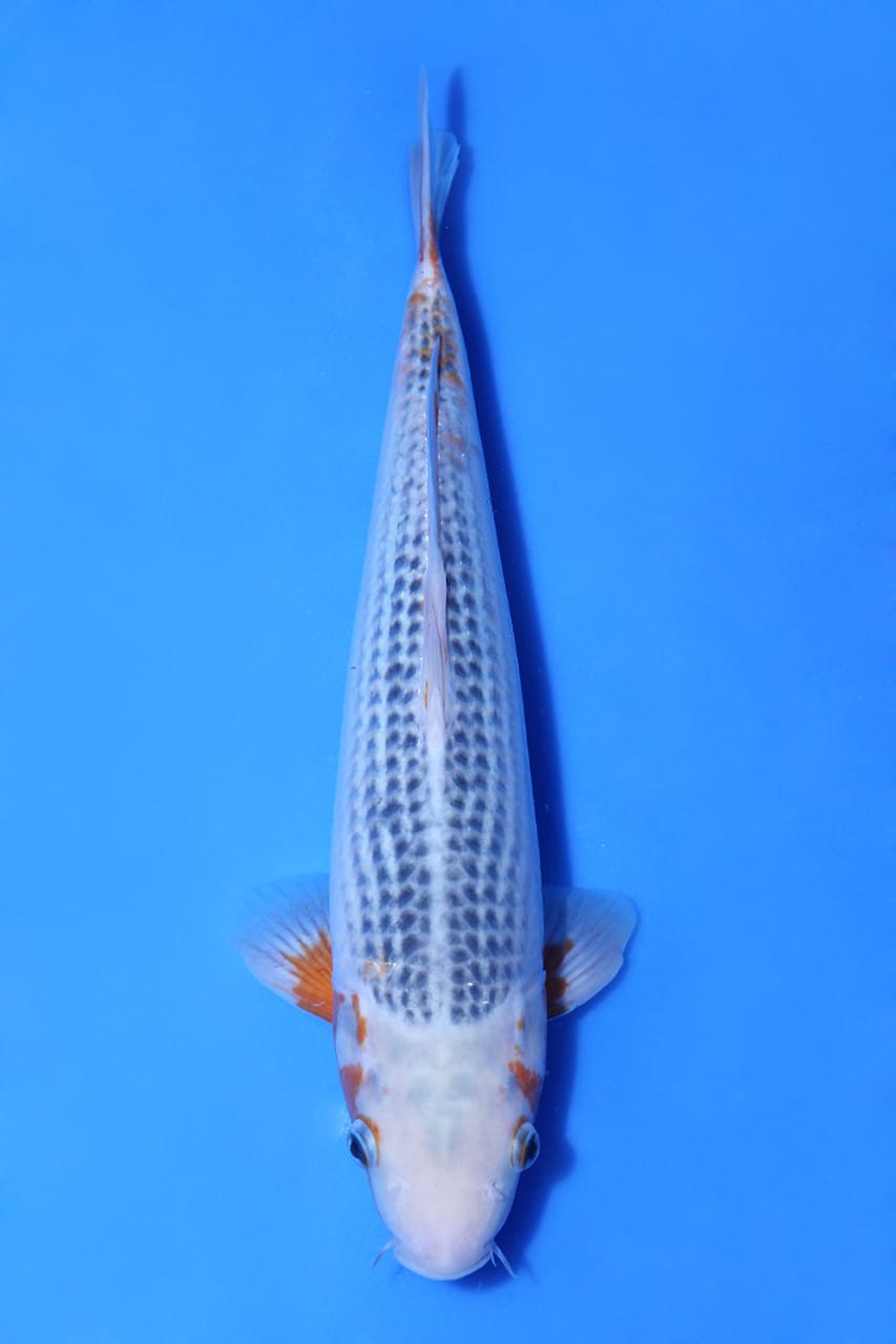 ASAGI WADA KOI FARM 36cm