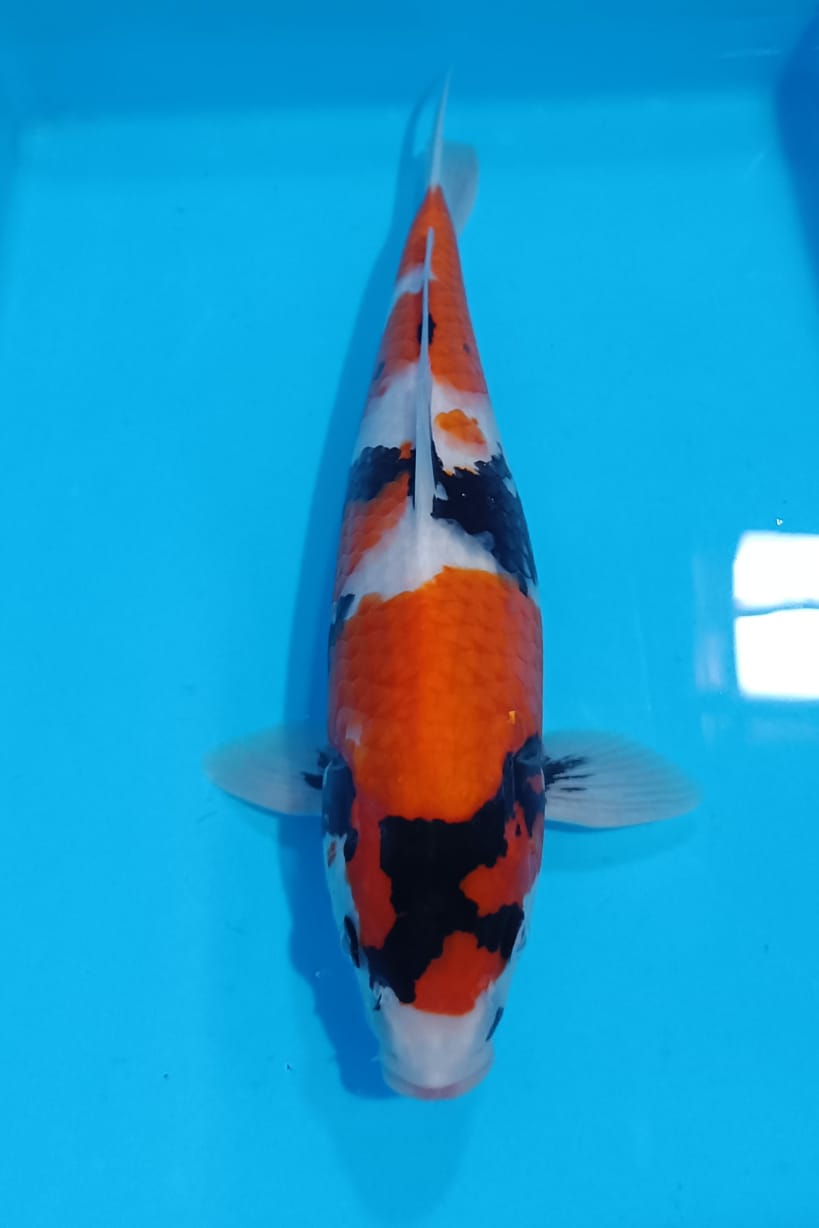 SHOWA ISTIMEWA 33cm
