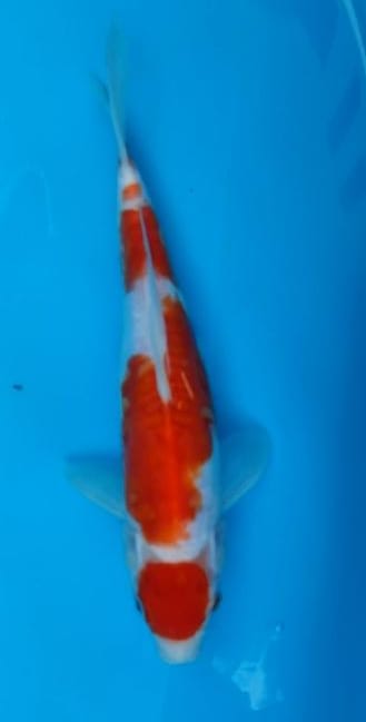 MARUTEN KOHAKU DOITSU ORIGINAL SQ 30cm