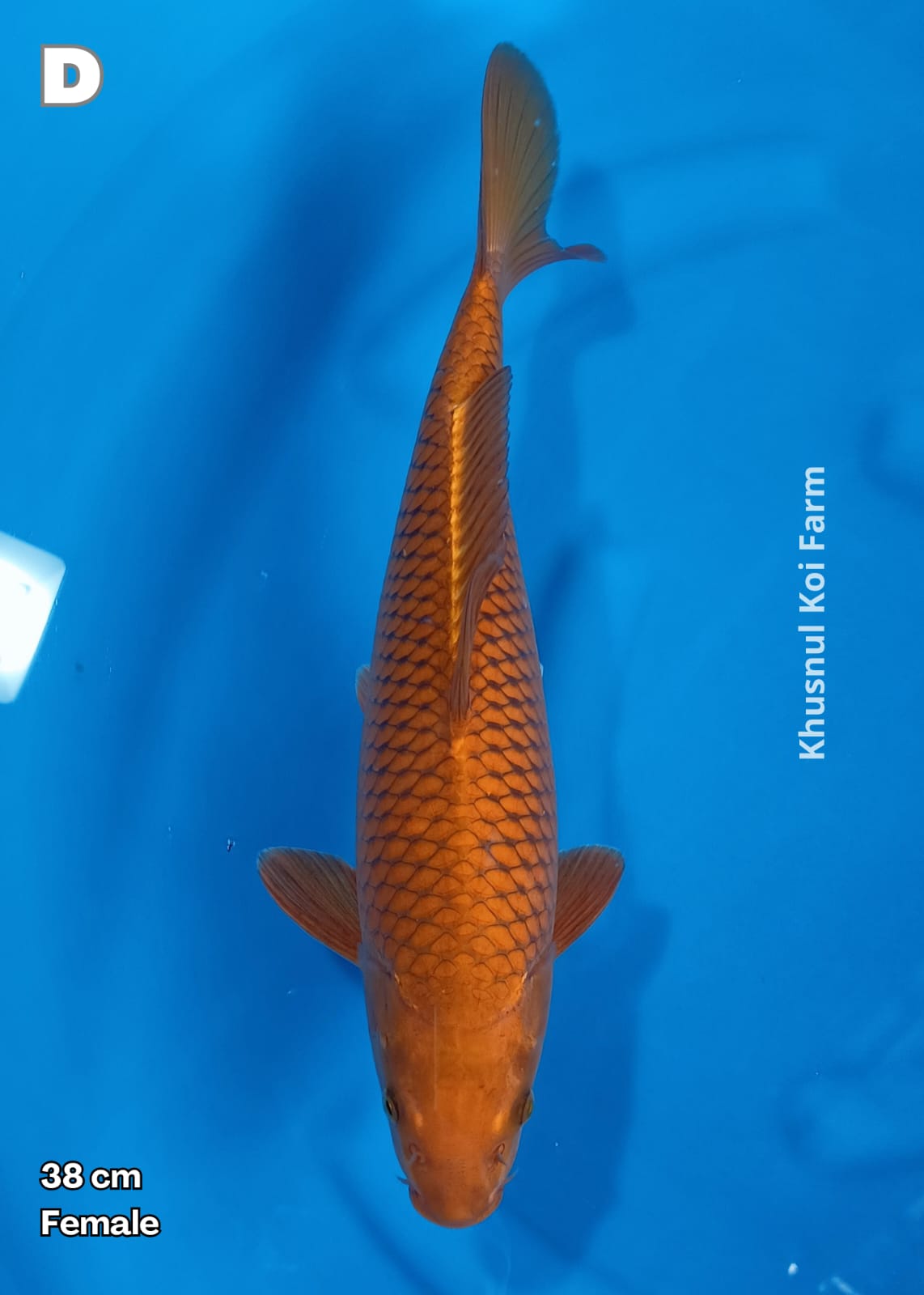 Ikan Koi CHAGOI TEMBAGA 38cm, lelang koi CHAGOI TEMBAGA 38cm, jual koi CHAGOI TEMBAGA 38cm, beli koi CHAGOI TEMBAGA 38cm, Lelang Koi Online, Jual Beli Ikan Koi, Pusat Jual Beli Koi, Info Lelang Koi Hari Ini, Platform Jual Beli Koi, Jual Beli Ikan Koi Online, Marketplace Ikan Koi, Jual Koi Terbaik, Tempat Beli Koi Berkualitas, Pasar Ikan Koi Online Terpercaya, Penjual Ikan Koi Terpercaya, Beli Koi Hias Online, Ikan Koi untuk Dijual, Koi Kualitas Terbaik, Toko Online Ikan Koi, Koi Hias Untuk Dijual, Jual Beli Ikan Koi Lokal, Koi Indonesia Online, Pusat Jual Beli Koi Terbesar