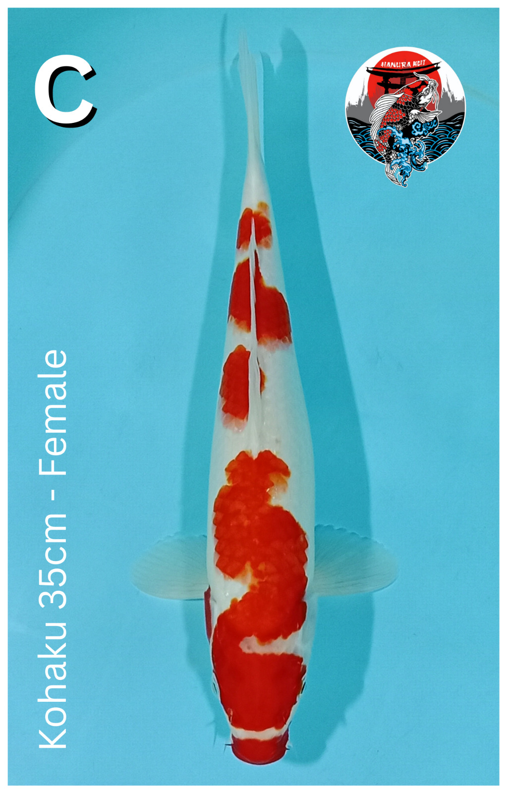 KOHAKU 35cm