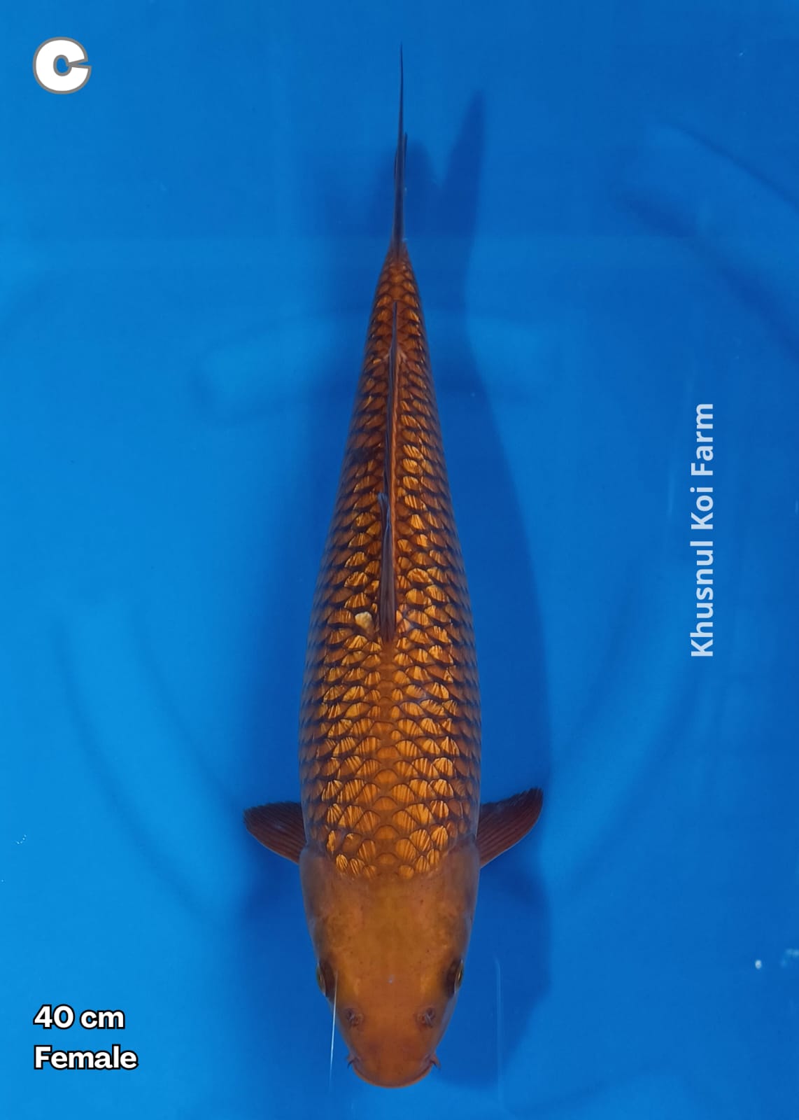 CHAGOI GINRIN 40cm