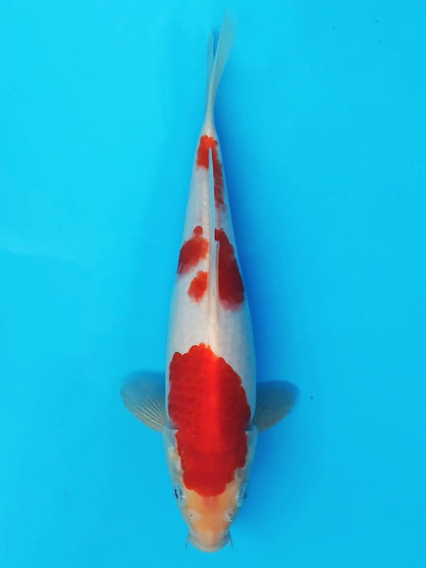 KOHAKU 25cm