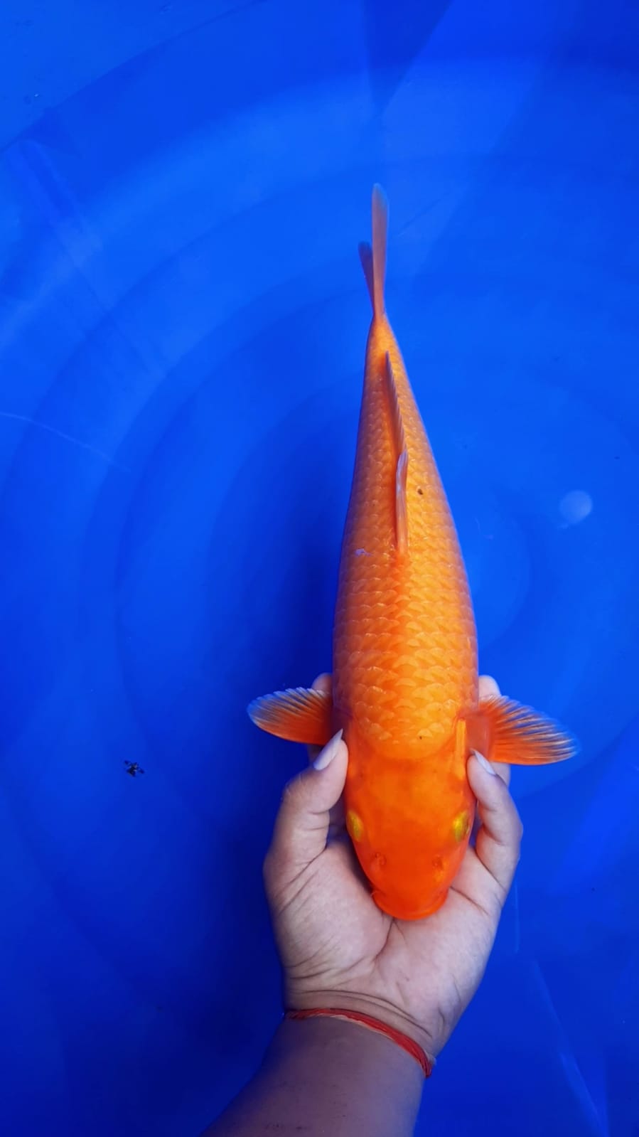 BENCA KARAMEL 35cm