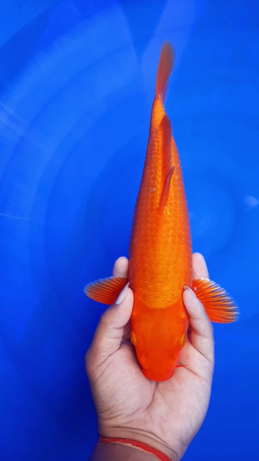 BENCA KARAMEL HIKARI 30cm