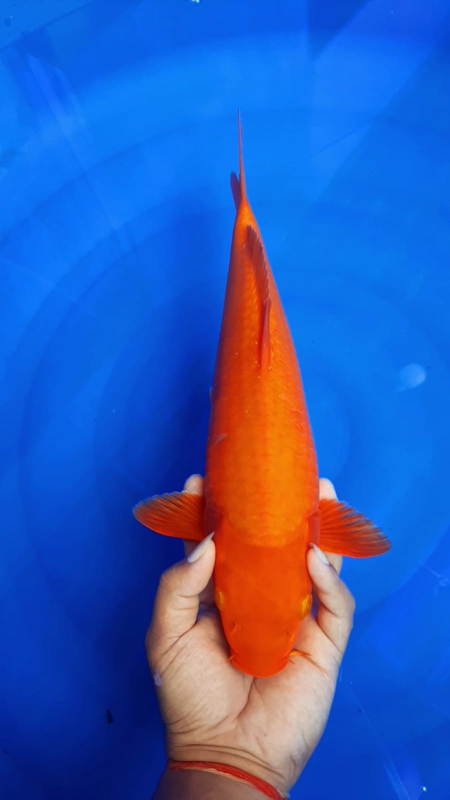 BENCA KARAMELBULKY 35cm