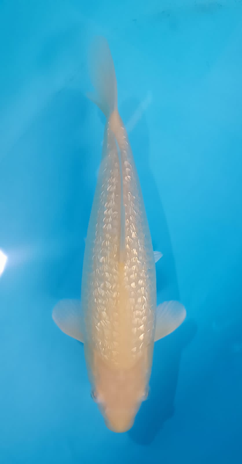 KARASI GINRIN FEMALE 37cm