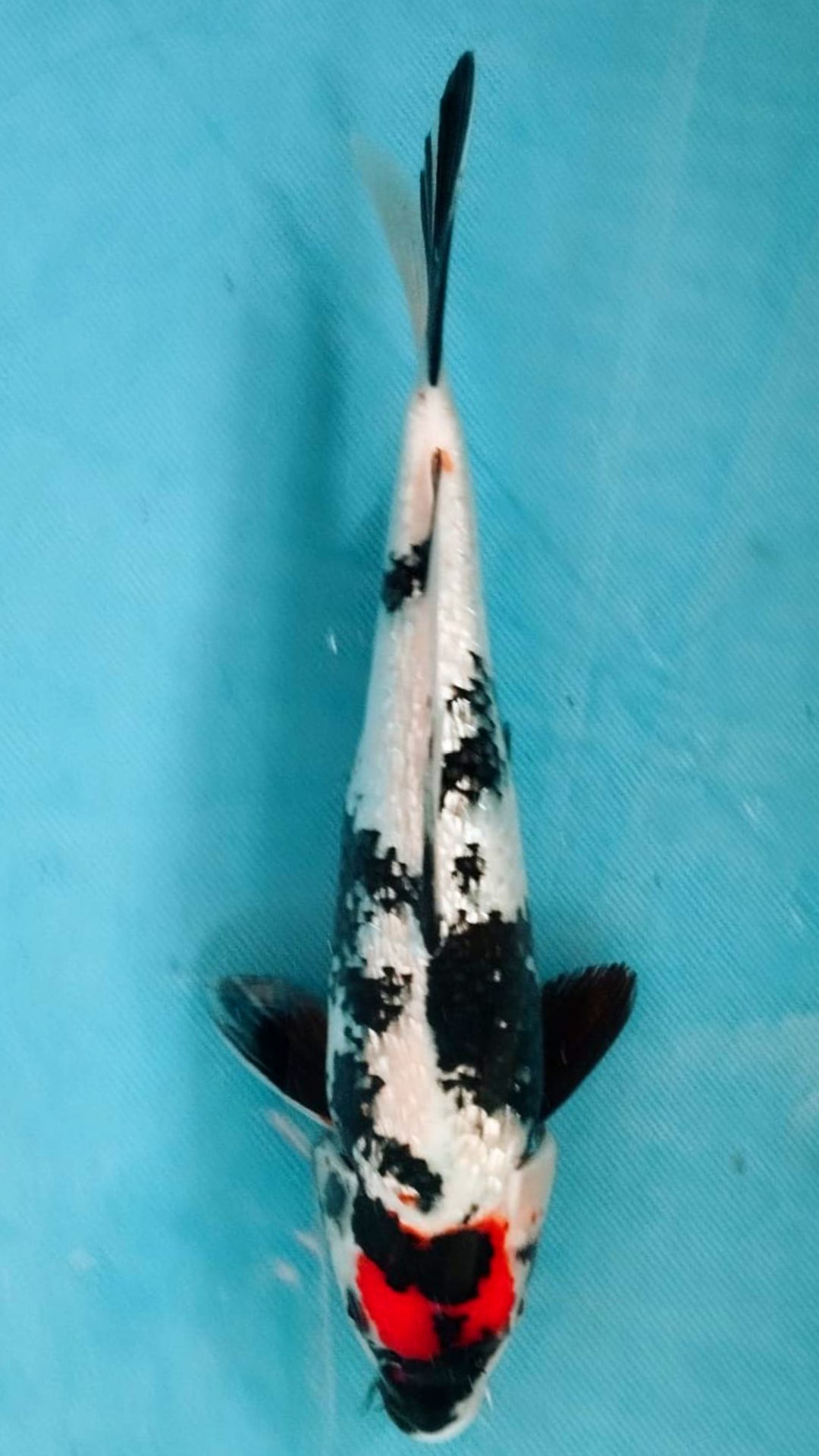 TANCHO SHOWA GINRIN 41cm