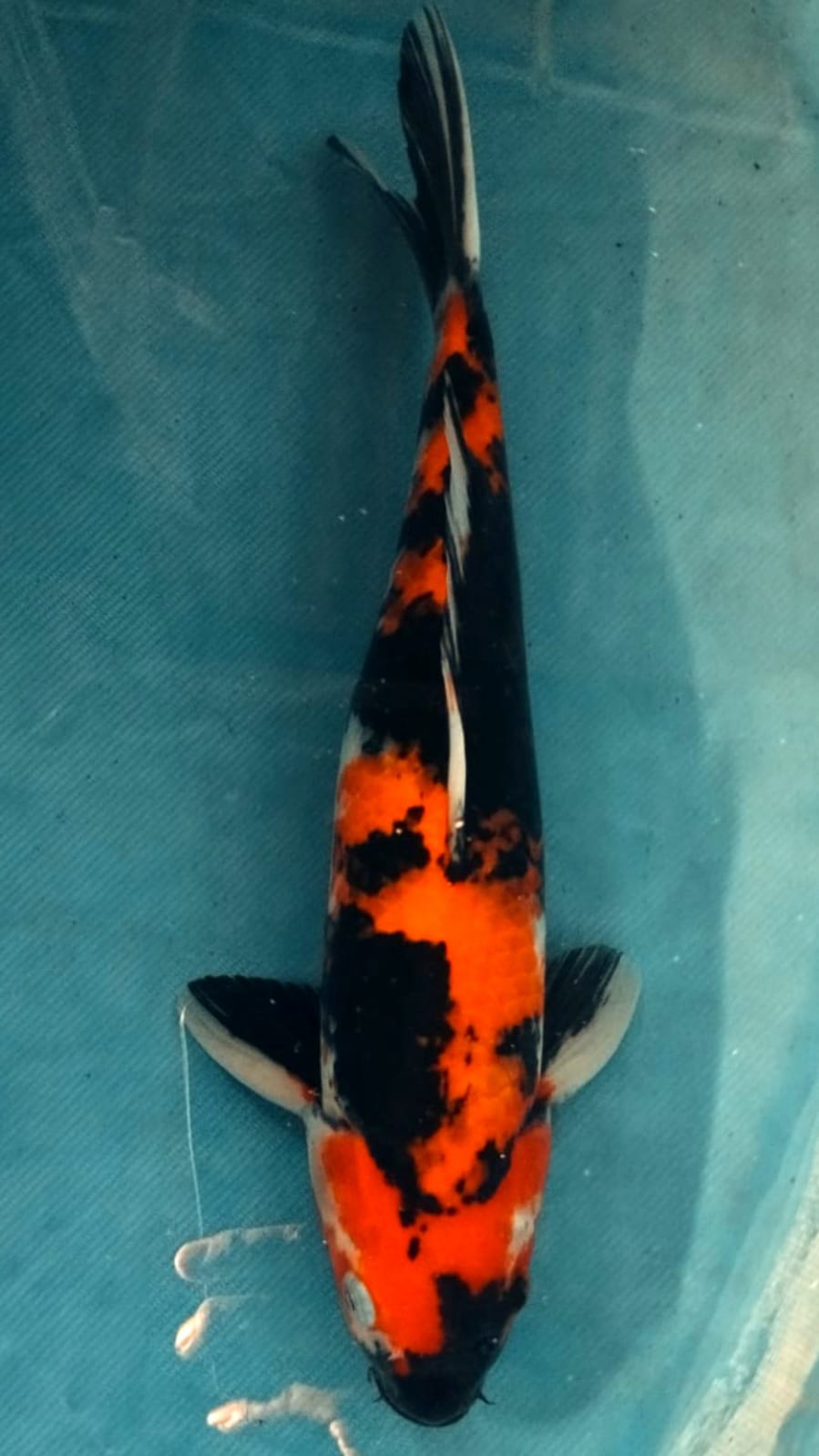 HI SHOWA 39cm