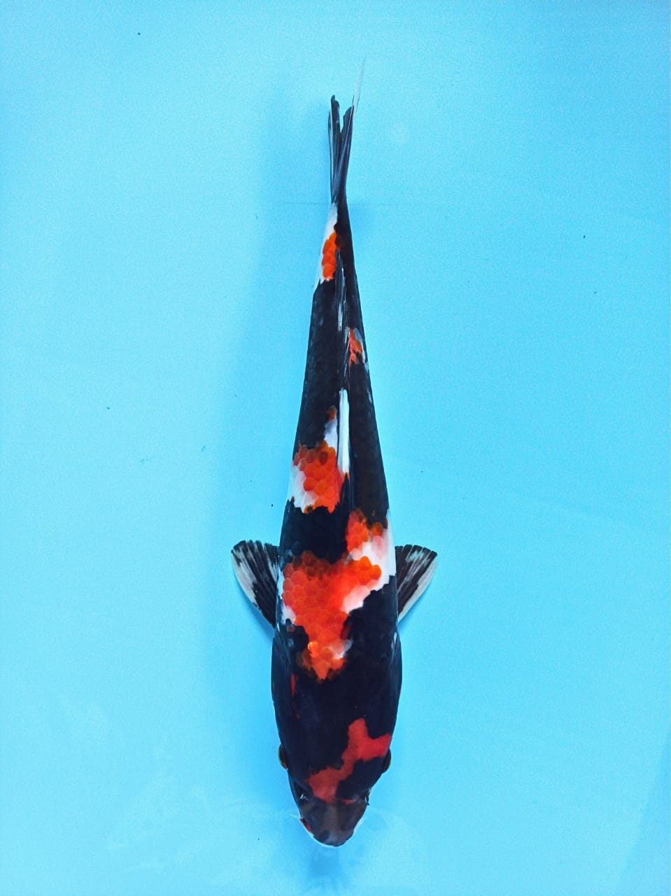 SHOWA 27cm