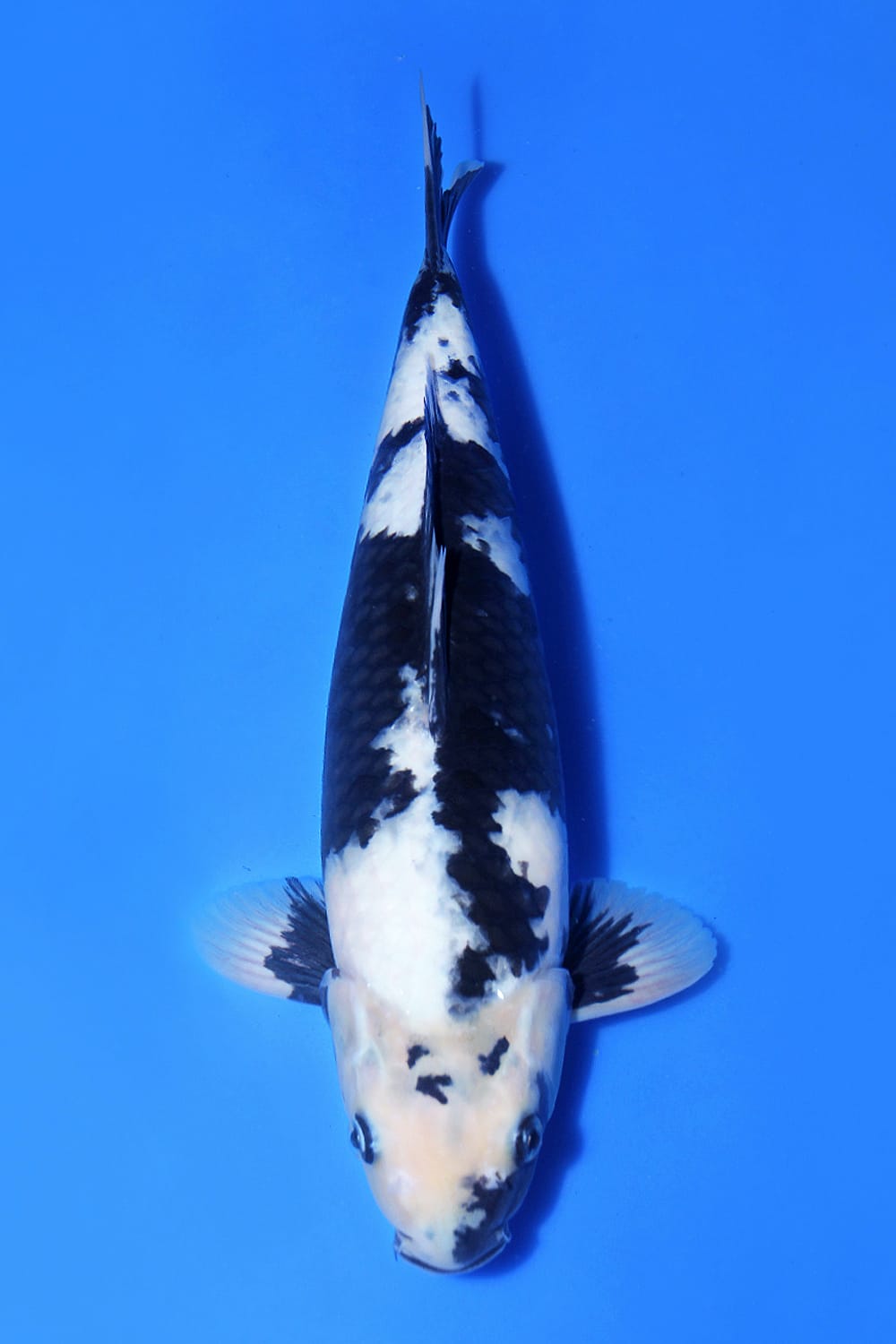 SUPER QUALITY SHIRO UTSURI IMPORT OMOSAKO KOI FARM 40cm