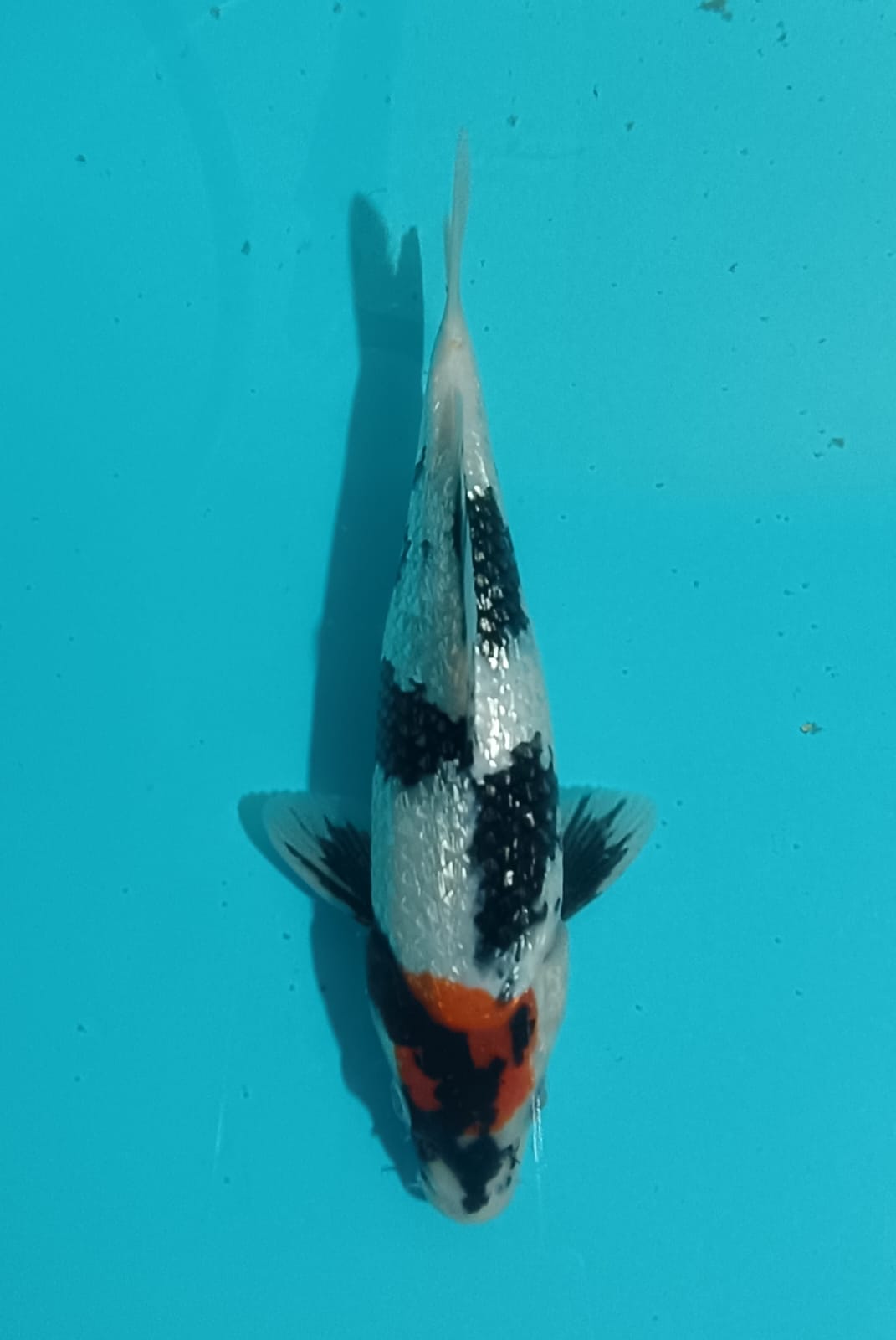 TANCHO SHOWA GINRIN ORI 23cm