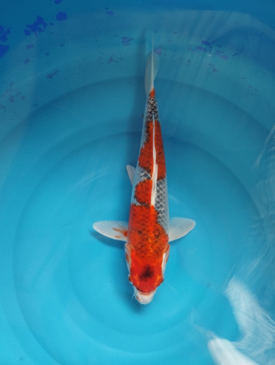 GOSHIKI 37cm