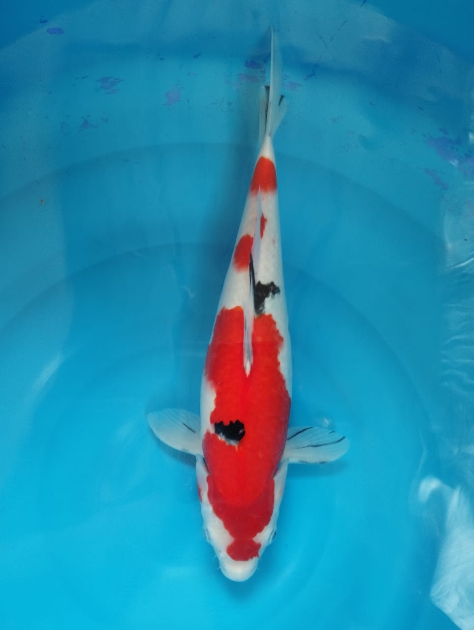 SANKE HQ 38cm
