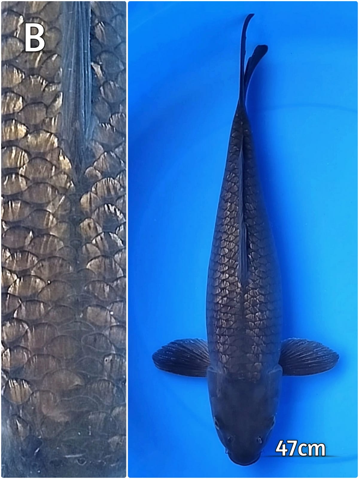 BLACK DIAMOND JUMBO 47cm