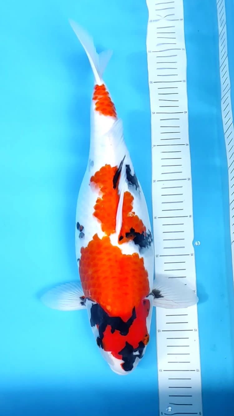 SHOWA 45cm