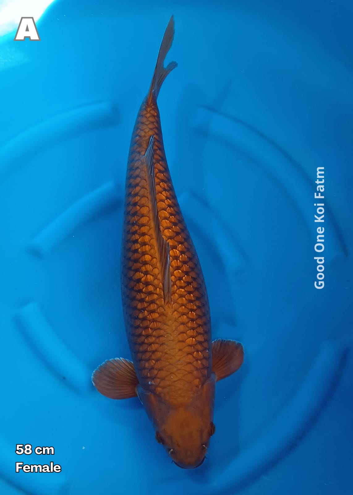 CHAGOI GINRIN 58cm
