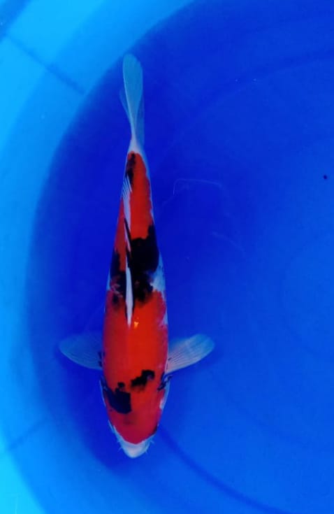 SHOWA ISTIMEWA 30cm