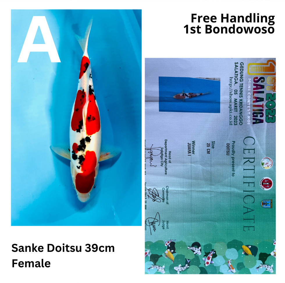 SANKE DOITSU 39cm
