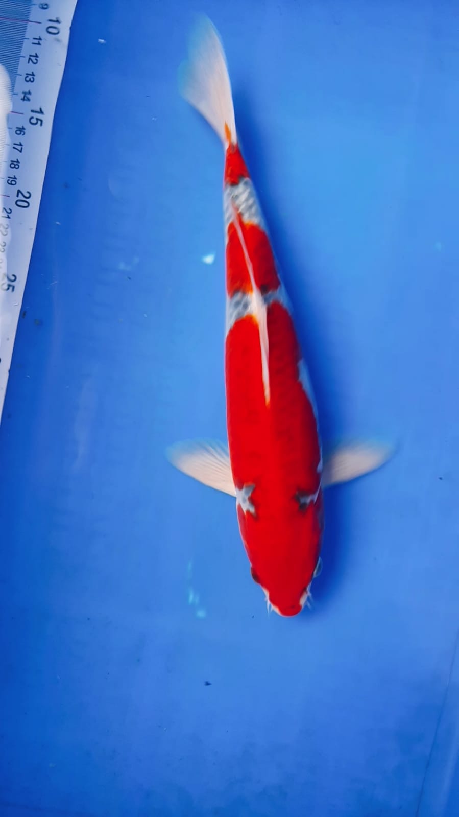 GHOSIKI RED STRONG HIGH QUALITY 35cm