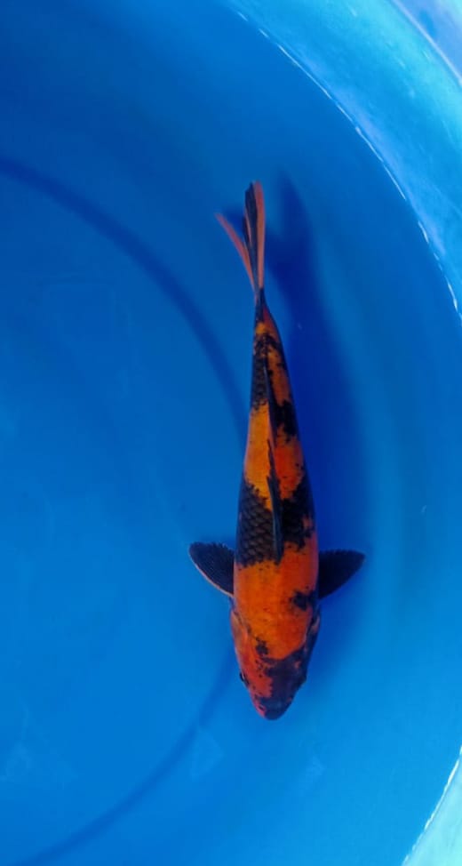 HI UTSURI 26cm