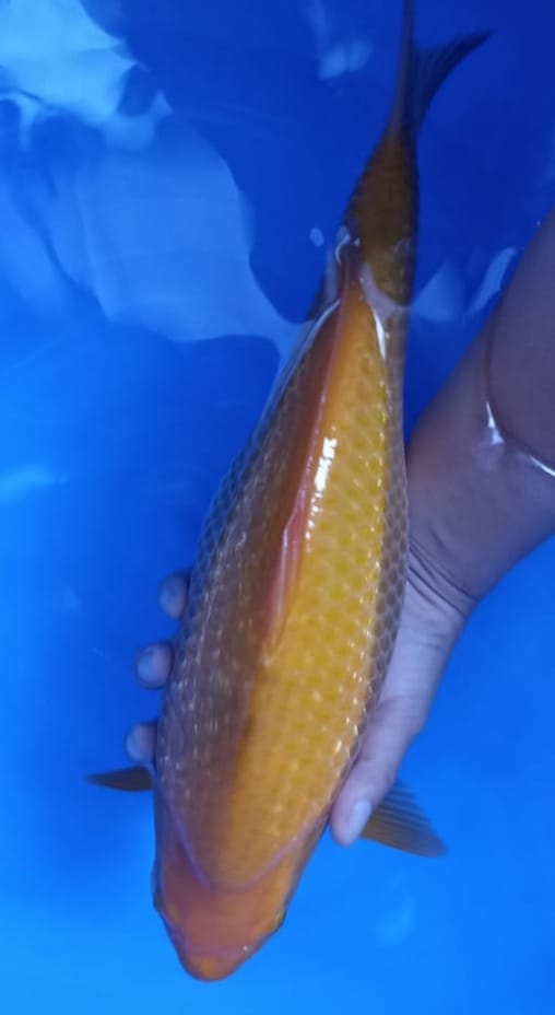 CARAMEL GINRIN 39cmBULKY