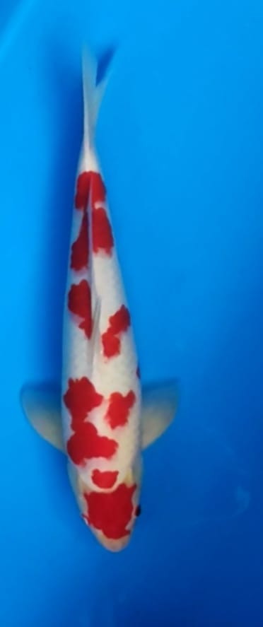 GOTEN SAKURA KOHAKU 48cm LOKAL BREED