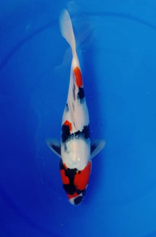 SHOWA ISTIMEWA 29cm