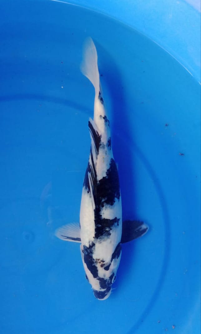 SHIRO HIGHT QUALITY 28cm