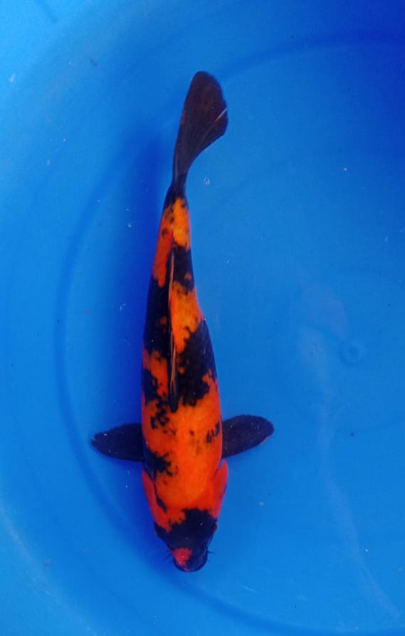 HI UTSURI JOOS 32cm