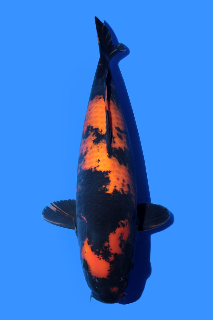 HI UTSURI IMPORT SHINODA KOI FARM 53cm