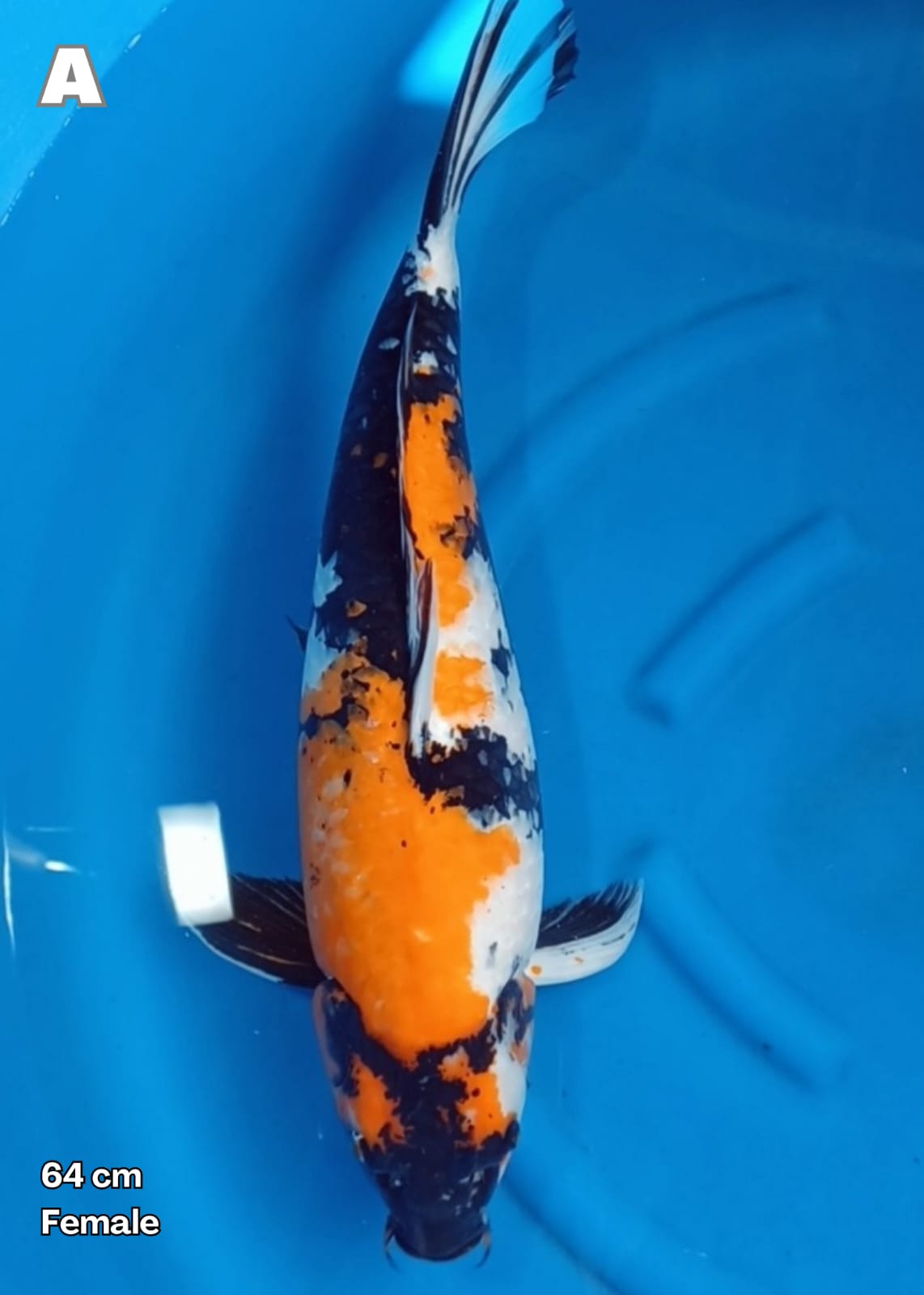 SHOWA SANSHOKU 64cm