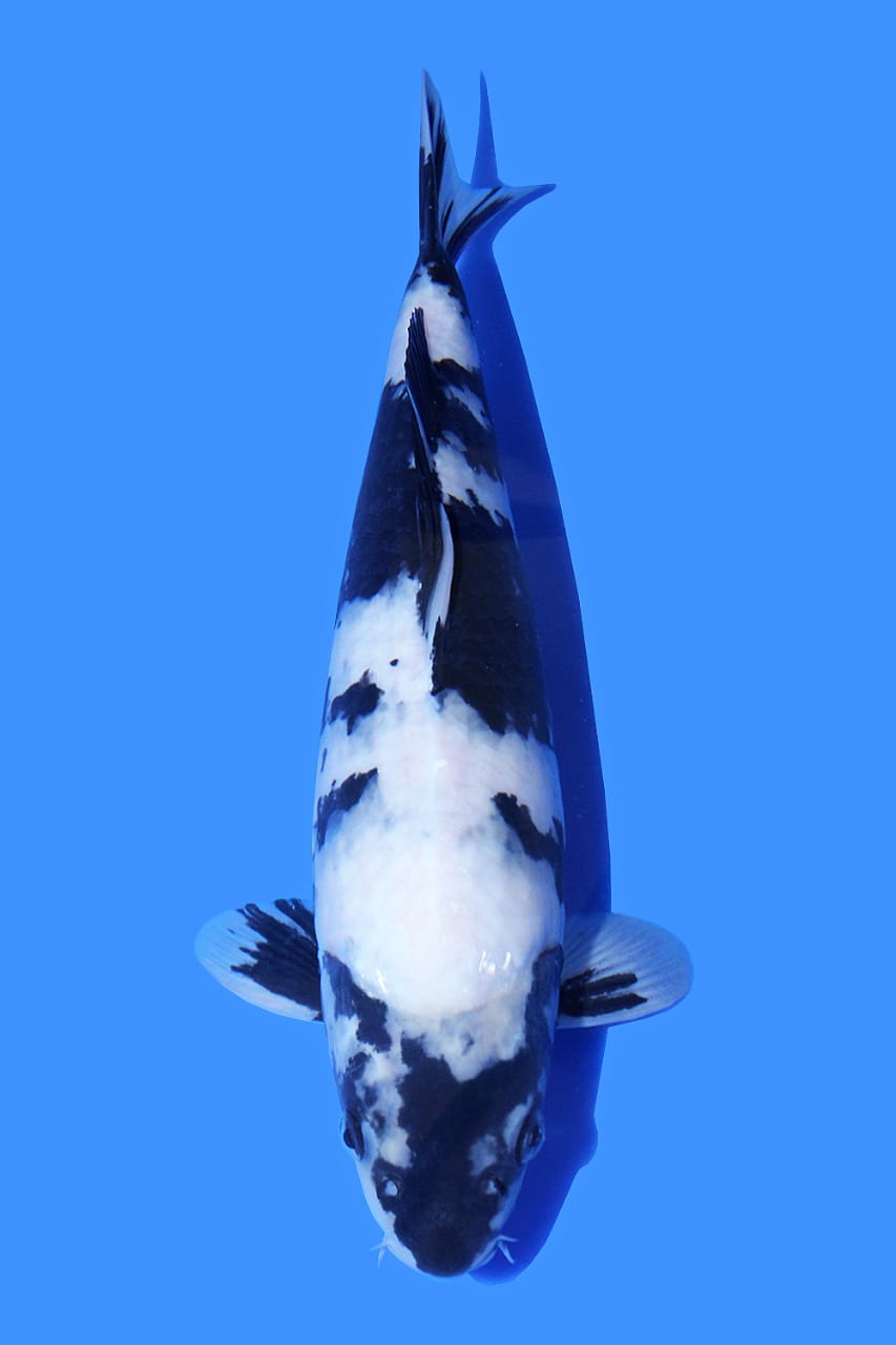 SUPER QUALIATY SHIRO UTSURI IMPORT OMOSAKO KOI FARM 40cm