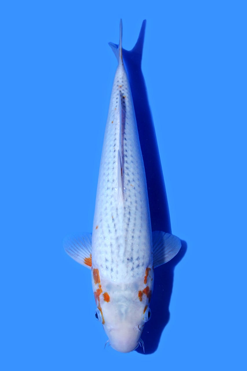 QUALITY ASAGI IMPORT WADA KOI FARM 37cm