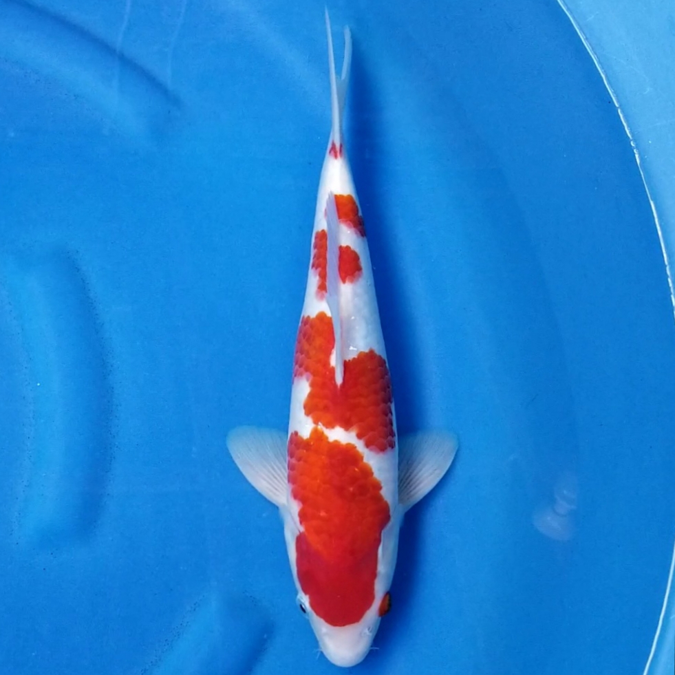 AIGOROMO 35cm