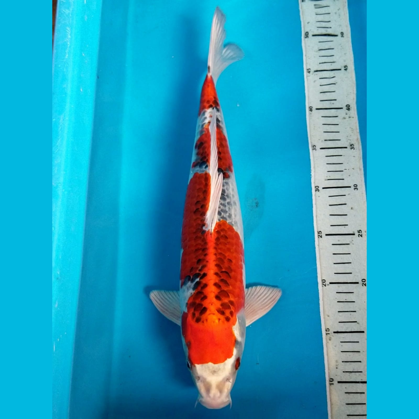 KUJAKU 43cm