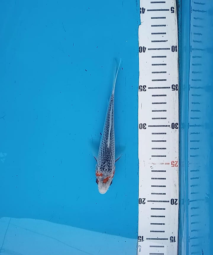 ASAGI 18cm