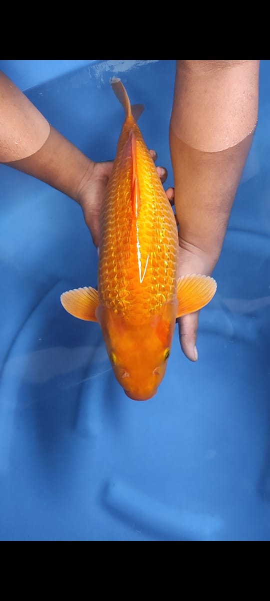 KARASHI MANGO GINRIN 46cm