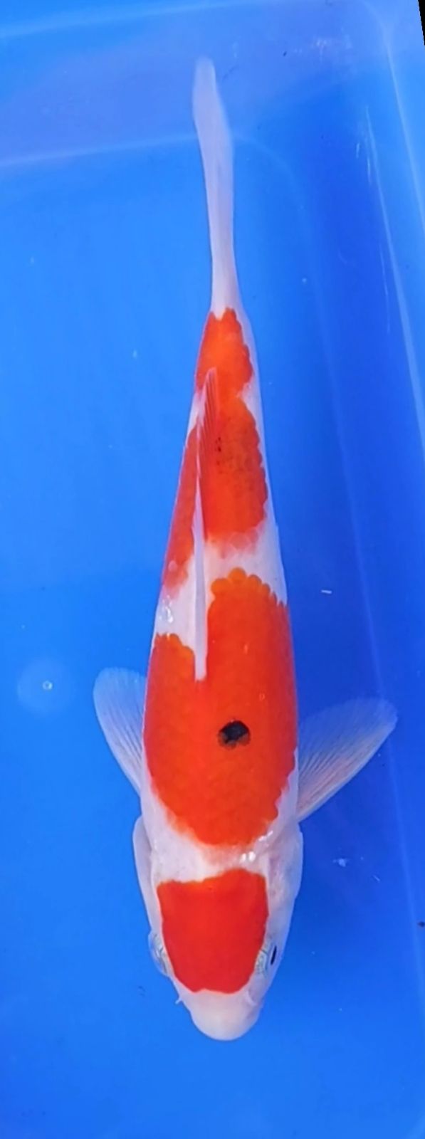 MARUTEN SANKE 15cm