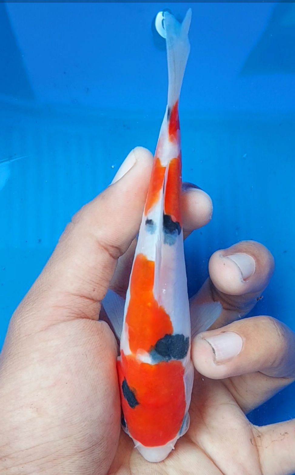 SANKE DOITSU ARAGOKE 13cm