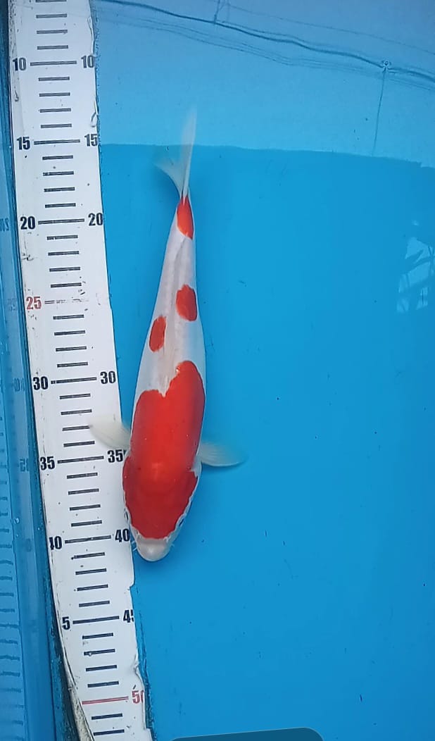 KOHAKU DOITSU MERAH STRONG 27cm