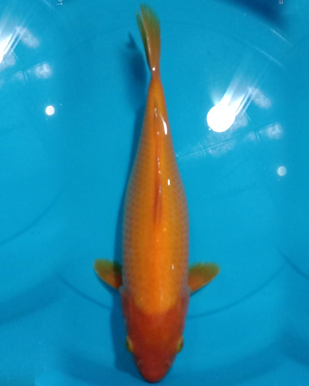 RED KARASHI 36cm